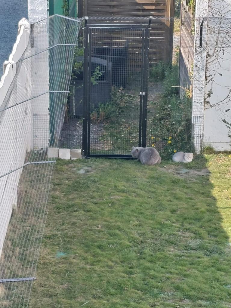 kattenomheining